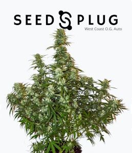 Seedsplug - WEST COAST OG SEEDS (5-PACK)