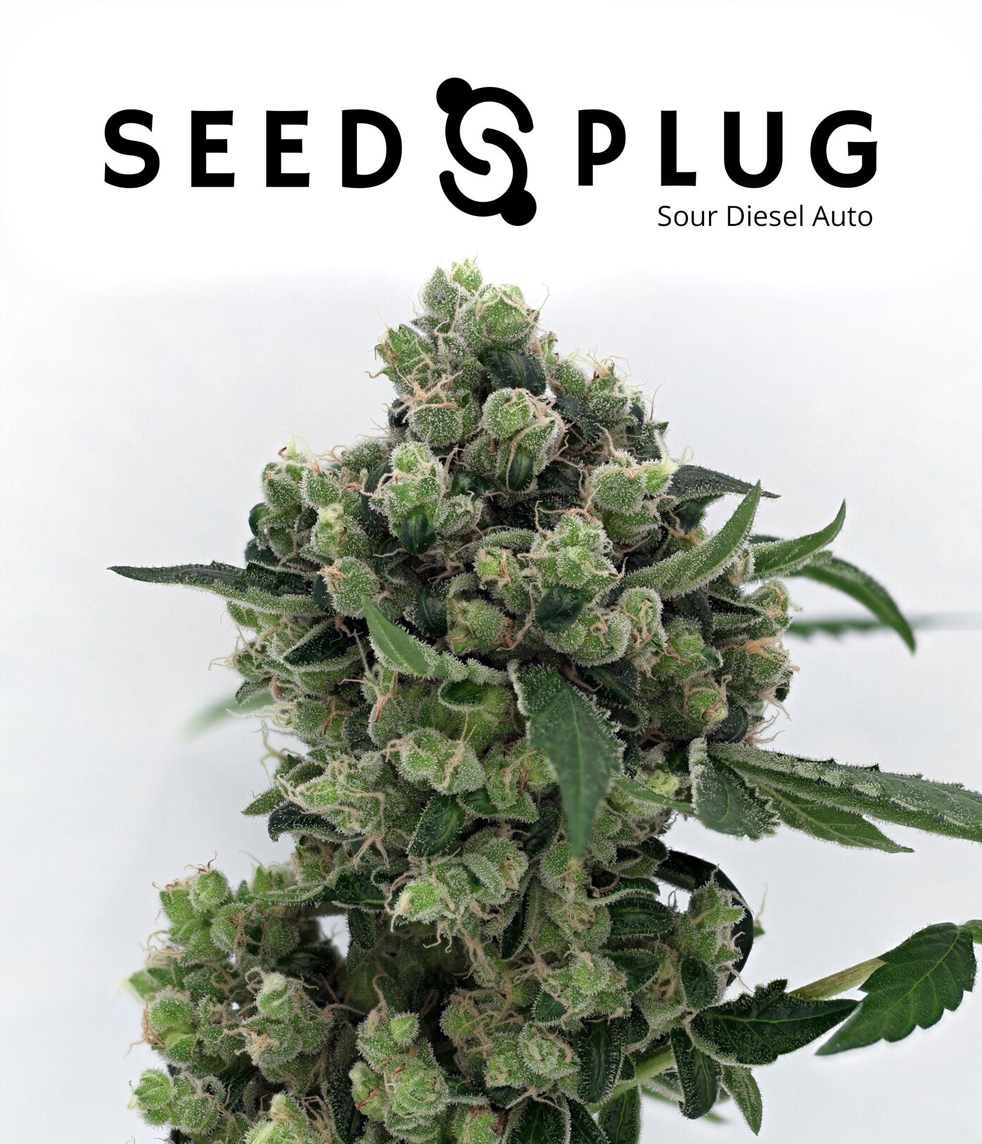 SOUR DIESEL SEEDS (5-PACK) - Shop Flower, Vapes, Carts, E