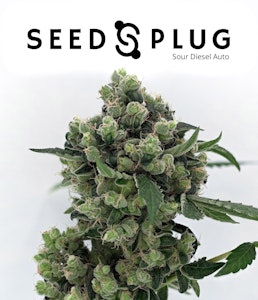 Seedsplug - SOUR DIESEL SEEDS (5-PACK)