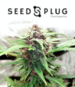 CHEMDAWG SEEDS (5-PACK)